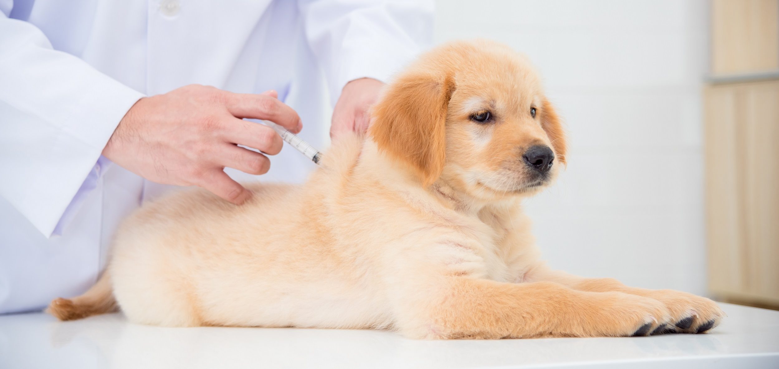 Puppy Vaccinations - Mill Bay Veterinary Hospital