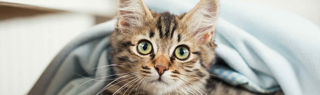 Cat Vaccinations | Mill Bay Veterinary Hospital
